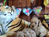 Dünyanin En Zeki̇ 2.Irki Toy Poodle A Secere Bebekler