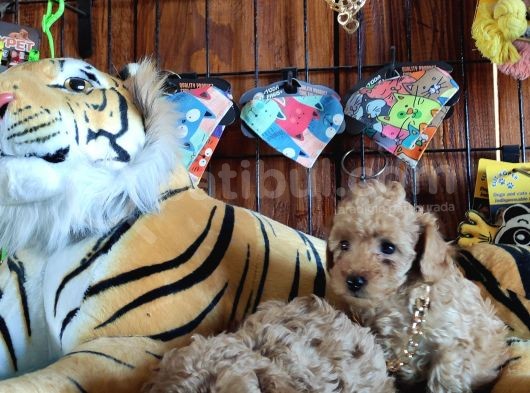 Dünyanin En Zeki̇ 2.Irki Toy Poodle A Secere Bebekler görsel