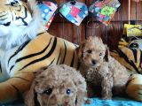 Dünyanin En Zeki̇ 2.Irki Toy Poodle A Secere Bebekler