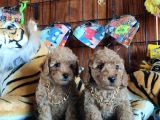 Dünyanin En Zeki̇ 2.Irki Toy Poodle A Secere Bebekler