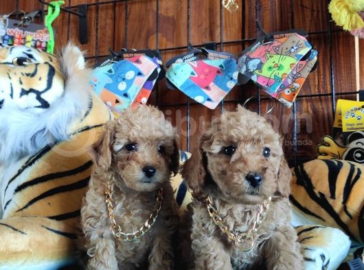 Dünyanin En Zeki̇ 2.Irki Toy Poodle A Secere Bebekler görsel