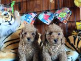 Dünyanin En Zeki̇ 2.Irki Toy Poodle A Secere Bebekler