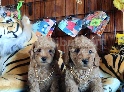 Dünyanin En Zeki̇ 2.Irki Toy Poodle A Secere Bebekler görsel