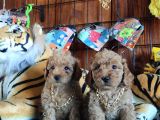 DÜNYANIN EN ZEKİ 2.IRKI TOY POODLE A SECERE BEBEKLER