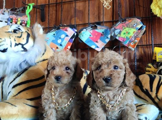 Dünyanin En Zeki̇ 2.Irki Toy Poodle A Secere Bebekler