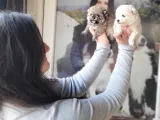 Pomeranian Yavrular