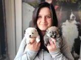 Pomeranian Yavrular