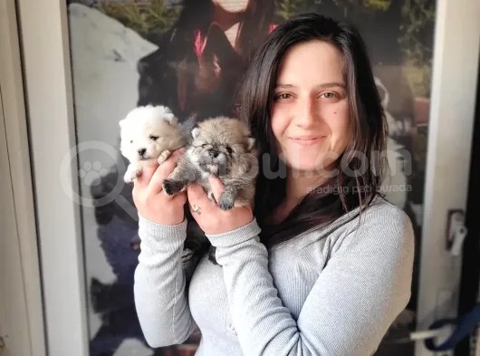Pomeranian Yavrular görsel