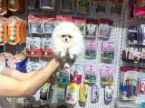 VONALPET GARANTİSİYLE MÜKEMMEL KALİTEDE POMERİAN BOO  YAVRULARIMIZ