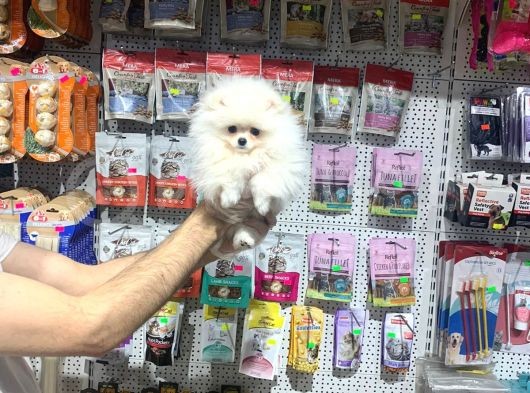 VONALPET GARANTİSİYLE MÜKEMMEL KALİTEDE POMERİAN BOO  YAVRULARIMIZ