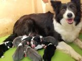 Border Collie Yavrular