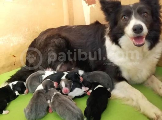 Border Collie Yavrular görsel