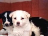 Border Collie Yavrular