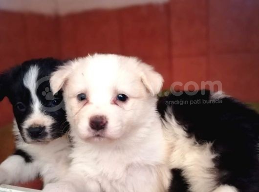 Border Collie Yavrular görsel