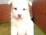 BORDER COLLIE Yavrular