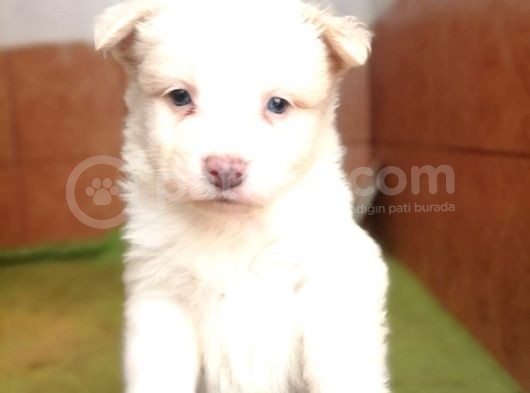 Border Collie Yavrular