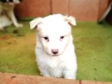 Border Collie Yavrular