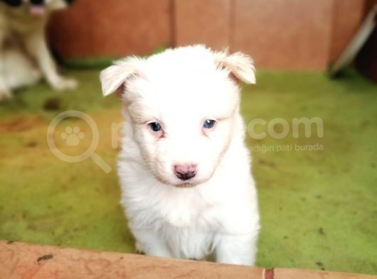 Border Collie Yavrular görsel