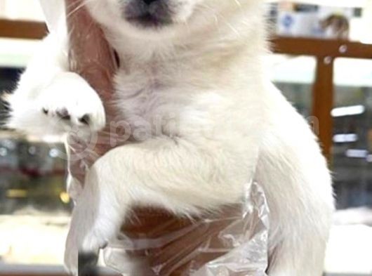 Vonalpet Garanti̇si̇yle Mükemmel Kali̇tede Chi̇huahua (Şi̇vava)   Yavrularimiz görsel