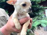 VONALPET GARANTİSİYLE MÜKEMMEL KALİTEDE CHİHUAHUA (ŞİVAVA)   YAVRULARIMIZ