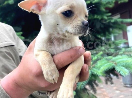 Vonalpet Garanti̇si̇yle Mükemmel Kali̇tede Chi̇huahua (Şi̇vava)   Yavrularimiz