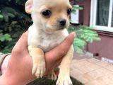 Vonalpet Garanti̇si̇yle Mükemmel Kali̇tede Chi̇huahua (Şi̇vava)   Yavrularimiz