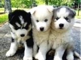 Vonalpet Garanti̇si̇yle Mükemmel Kali̇tede Si̇bi̇rya Kurdu (Husky) Yavrularimiz