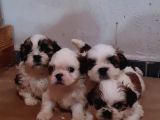 Vonalpet Garanti̇si̇yle Mükemmel Kali̇tede Shi̇h Tzu  Yavrularimiz