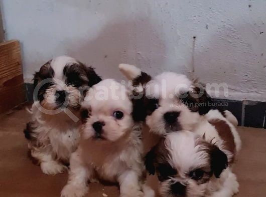 Vonalpet Garanti̇si̇yle Mükemmel Kali̇tede Shi̇h Tzu  Yavrularimiz görsel