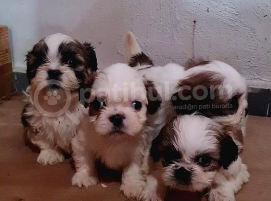 Vonalpet Garanti̇si̇yle Mükemmel Kali̇tede Shi̇h Tzu  Yavrularimiz görsel
