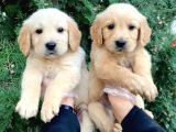 Vonalpet Garanti̇si̇yle Mükemmel Kali̇tede Golden Retri̇ever  Yavrularimiz
