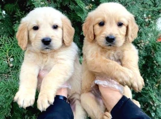Vonalpet Garanti̇si̇yle Mükemmel Kali̇tede Golden Retri̇ever  Yavrularimiz görsel