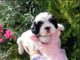 VONALPET GARANTİSİYLE MÜKEMMEL KALİTEDE SHİH TZU  YAVRULARIMIZ