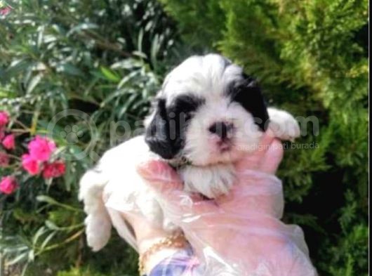 Vonalpet Garanti̇si̇yle Mükemmel Kali̇tede Shi̇h Tzu  Yavrularimiz