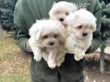 VONALPET GARANTİSİYLE MÜKEMMEL KALİTEDE MALTESE TERRİER   YAVRULARIMIZ