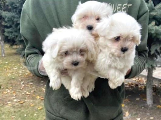 Vonalpet Garantisiyle Mükemmel Kalitede Maltese Terrier   Yavrularımız