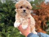 VONALPET GARANTİSİYLE MÜKEMMEL KALİTEDE MALTİPOO  YAVRULARIMIZ