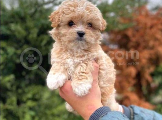VONALPET GARANTİSİYLE MÜKEMMEL KALİTEDE MALTİPOO  YAVRULARIMIZ