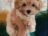 Vonalpet Garanti̇si̇yle Mükemmel Kali̇tede Malti̇poo  Yavrularimiz