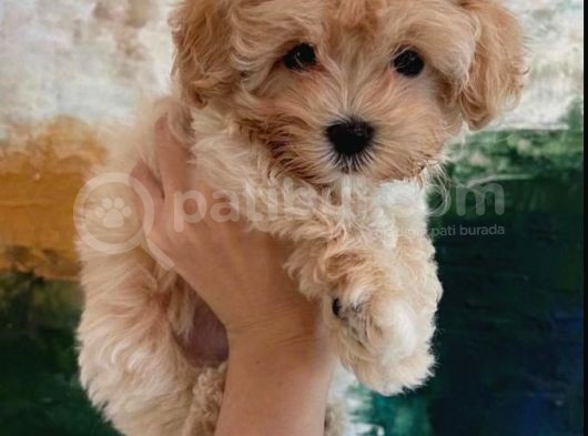 Vonalpet Garanti̇si̇yle Mükemmel Kali̇tede Malti̇poo  Yavrularimiz görsel