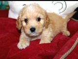 Vonalpet Garanti̇si̇yle Mükemmel Kali̇tede Malti̇poo  Yavrularimiz
