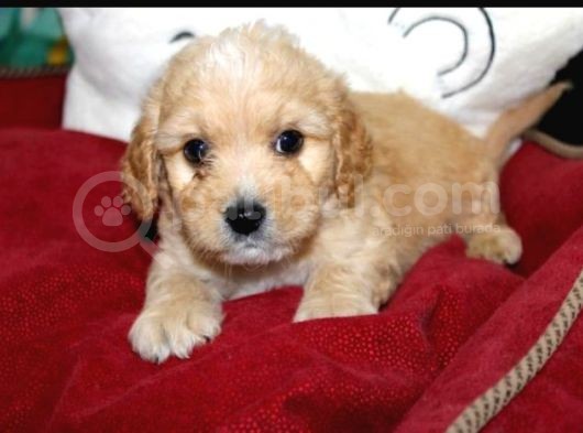 Vonalpet Garanti̇si̇yle Mükemmel Kali̇tede Malti̇poo  Yavrularimiz görsel