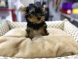 Vonalpet Garanti̇si̇yle Mükemmel Kali̇tede Yorkshi̇re Terri̇er  Yavrularimiz