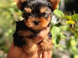 VONALPET GARANTİSİYLE MÜKEMMEL KALİTEDE YORKSHİRE TERRİER  YAVRULARIMIZ