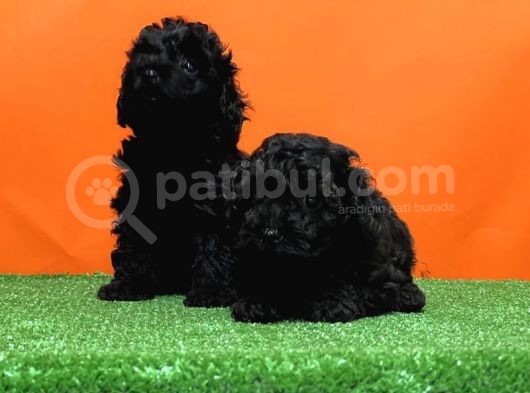 Resmi̇ Üreti̇ci̇den Si̇yah Toy Poodle Yavrular görsel