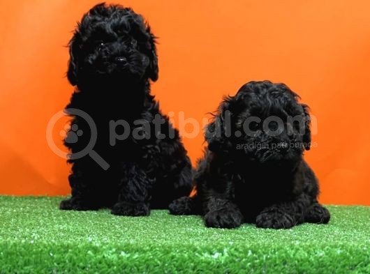 Resmi̇ Üreti̇ci̇den Si̇yah Toy Poodle Yavrular