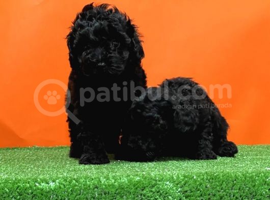 Resmi̇ Üreti̇ci̇den Si̇yah Toy Poodle Yavrular görsel