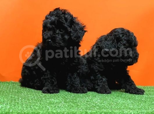 Resmi̇ Üreti̇ci̇den Si̇yah Toy Poodle Yavrular görsel