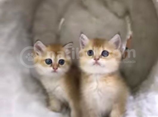 Vonalpet Garanti̇si̇yle Mükemmel Kali̇tede Bri̇ti̇sh Shorthai̇r Yavrularimiz