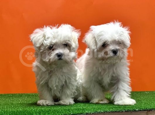 Maltese Terri̇er Yavrusu